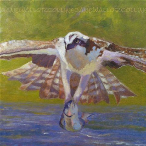 OSPREY WITH FISH by Jane Wallor Collins