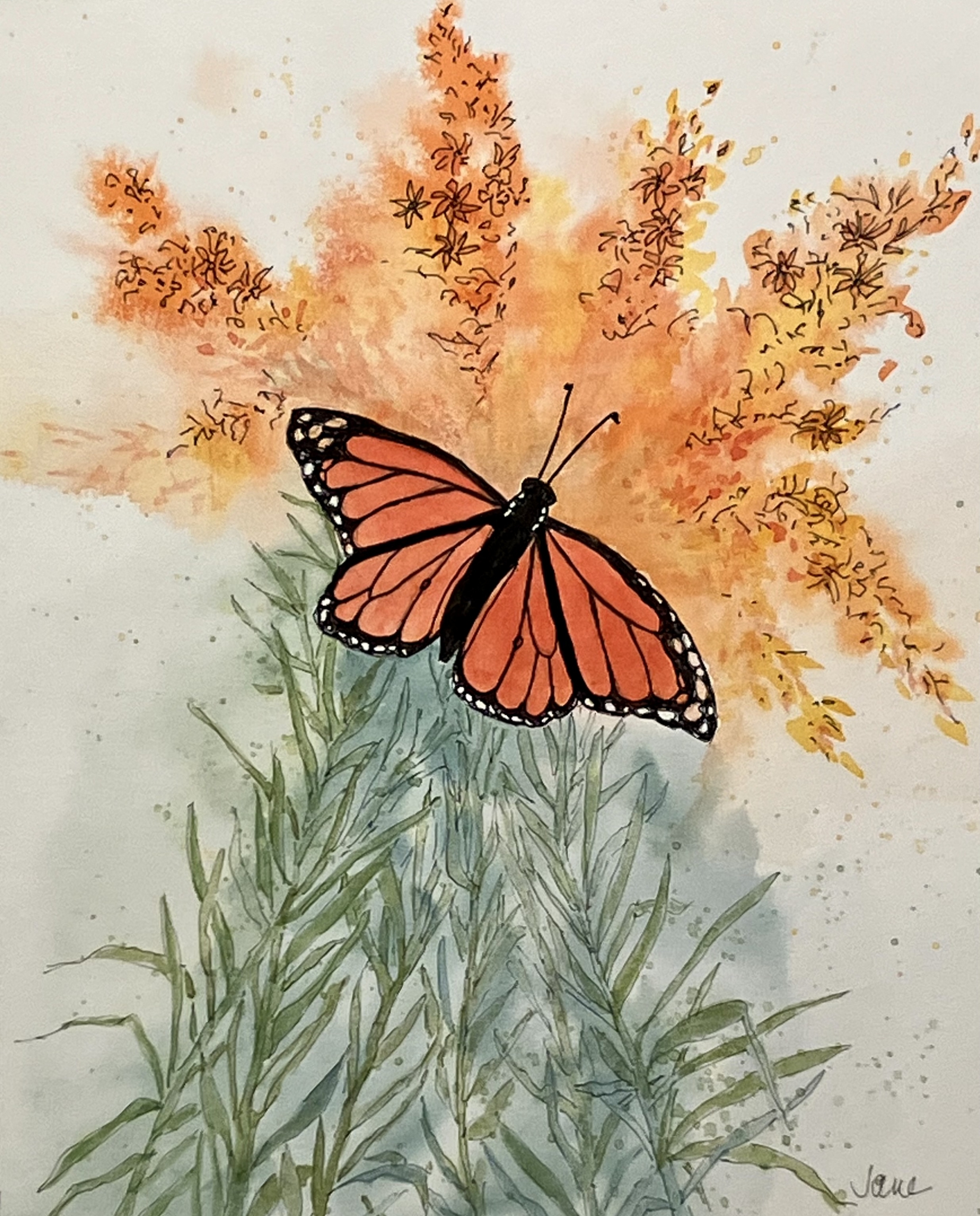 MONARCH ON BUTTERFLY WEED by Jane Wallor Collins